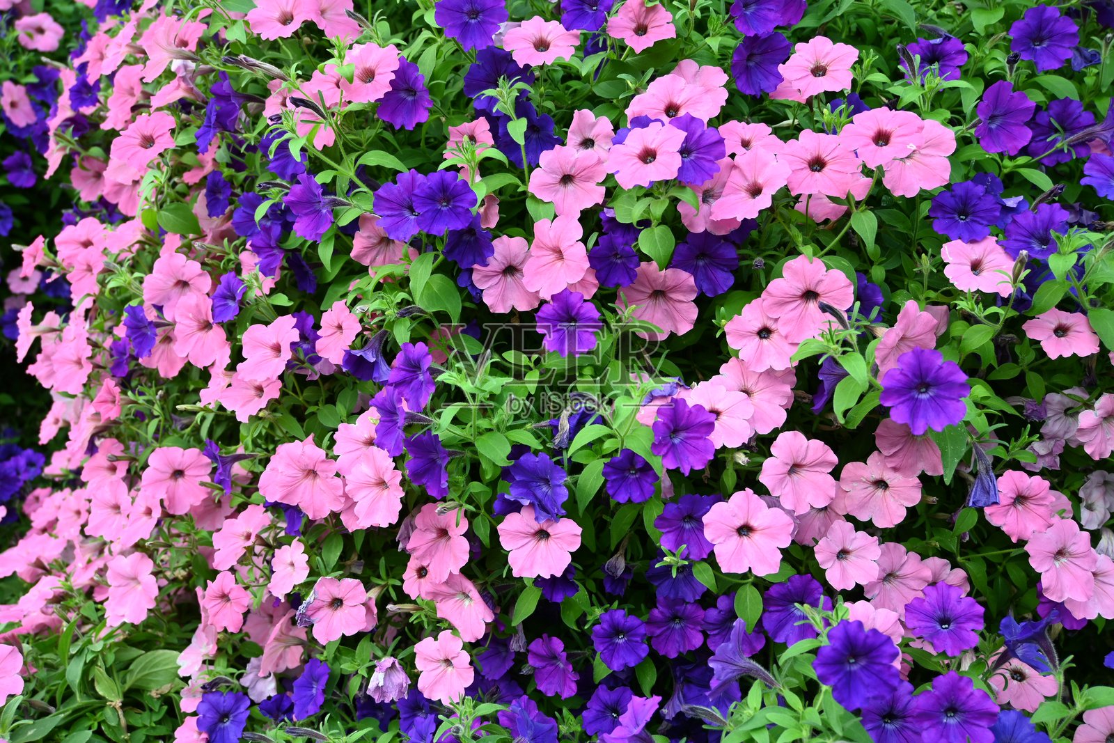 粉色和紫色的矮牵牛花照片摄影图片