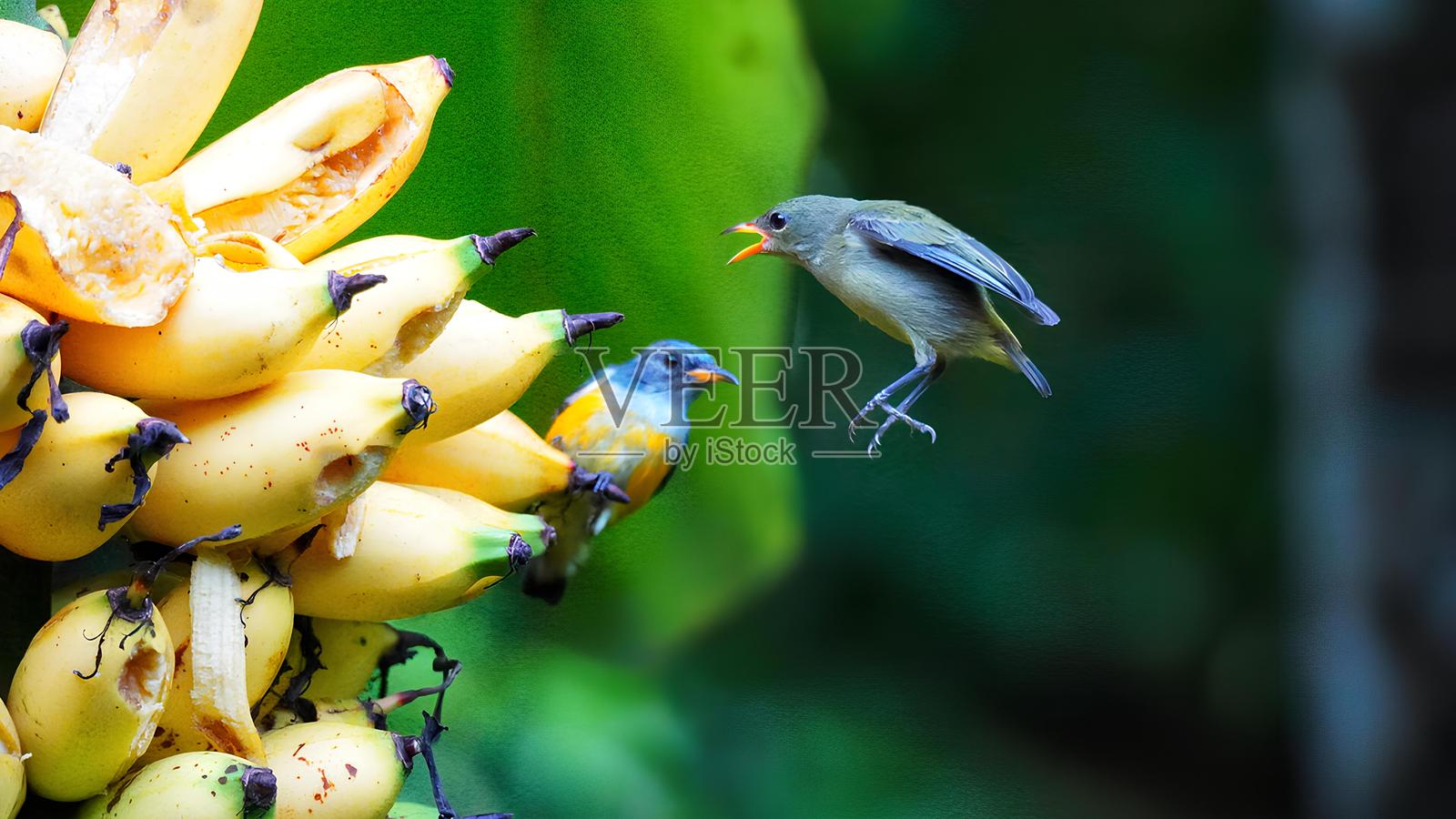 两只鸟在一串成熟香蕉周围互动的动态镜头。一只雄性橙腹花蜜鸟（Dicaeum trigonostigma）栖息在香蕉上，羽毛鲜艳的橙色和蓝灰色相间。照片摄影图片