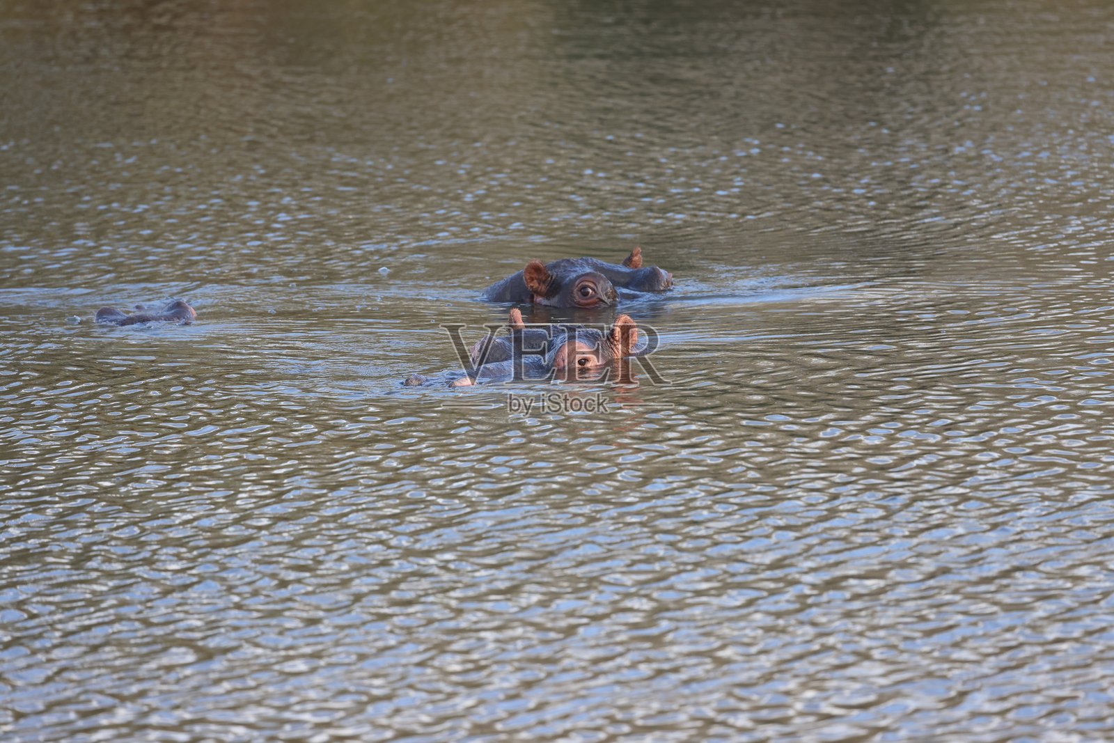 卡鲁地区的两只河马照片摄影图片