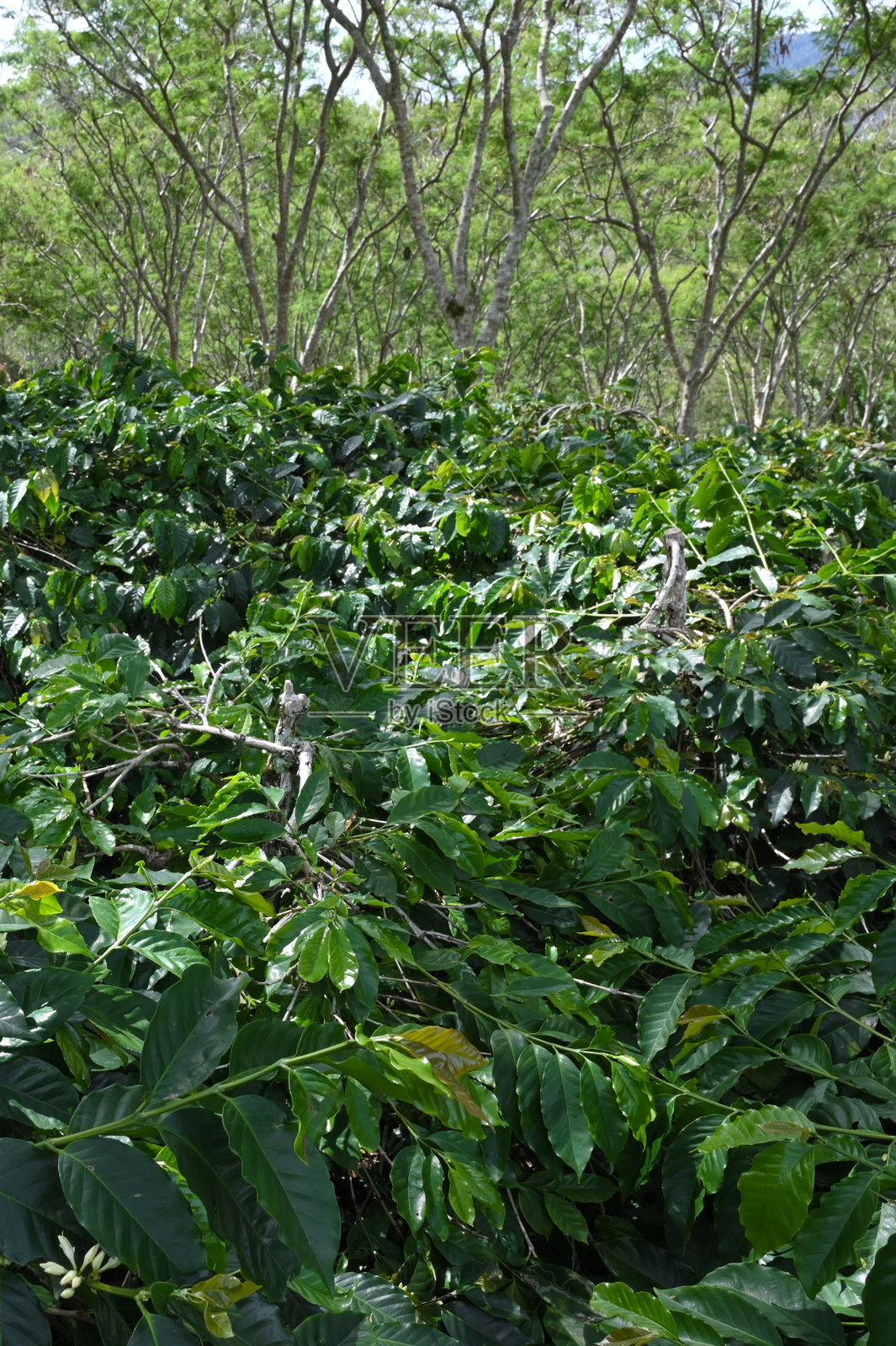 咖啡种植园照片摄影图片