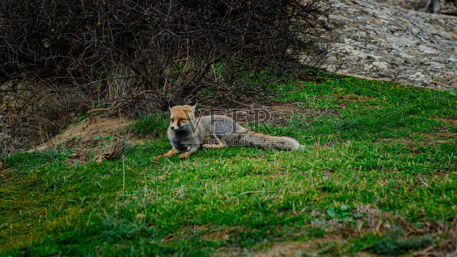 坐着的狐狸背对着镜头照片摄影图片