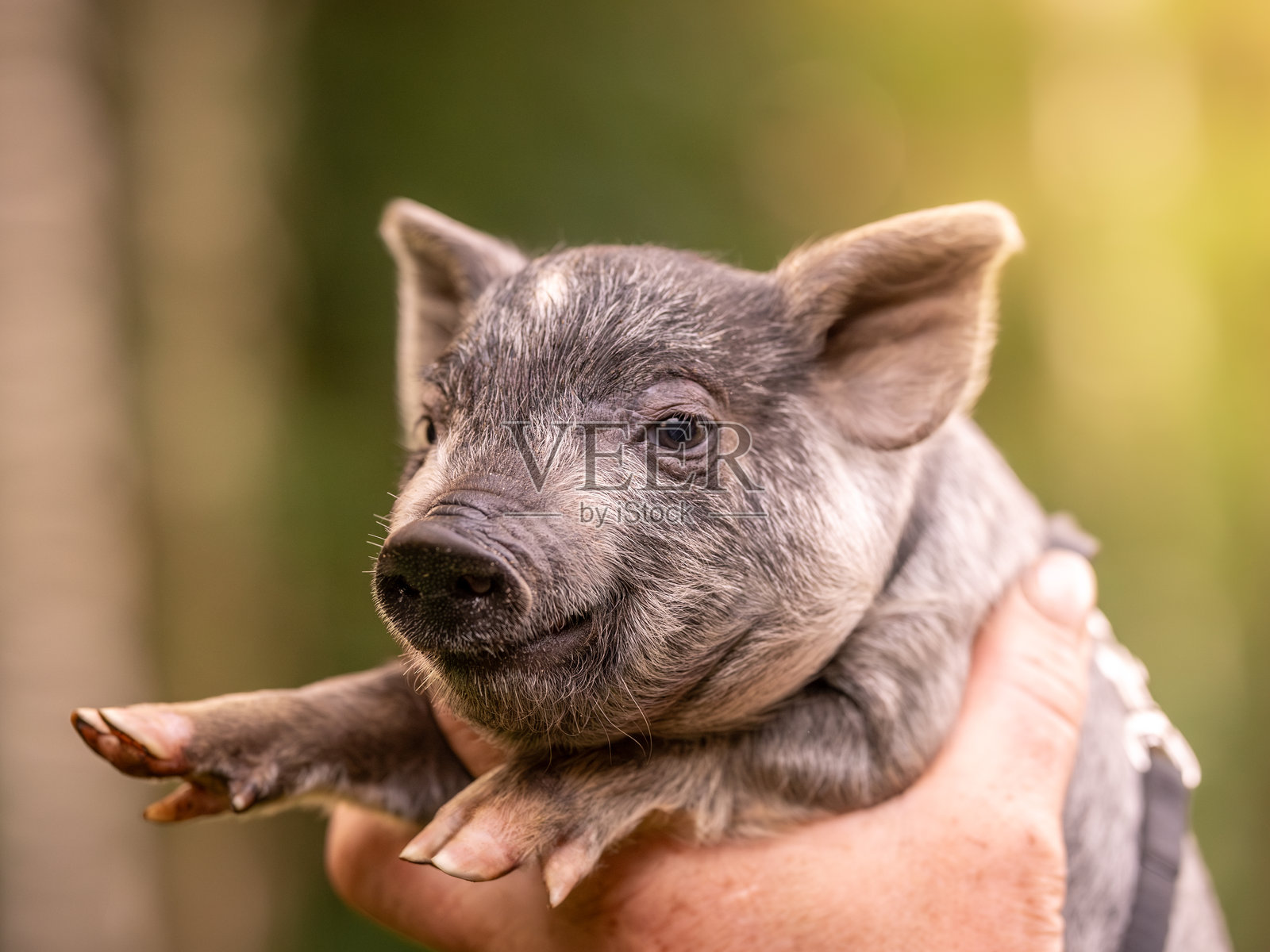 小猪仔在主人的手中。五彩斑斓的小猪。照片摄影图片