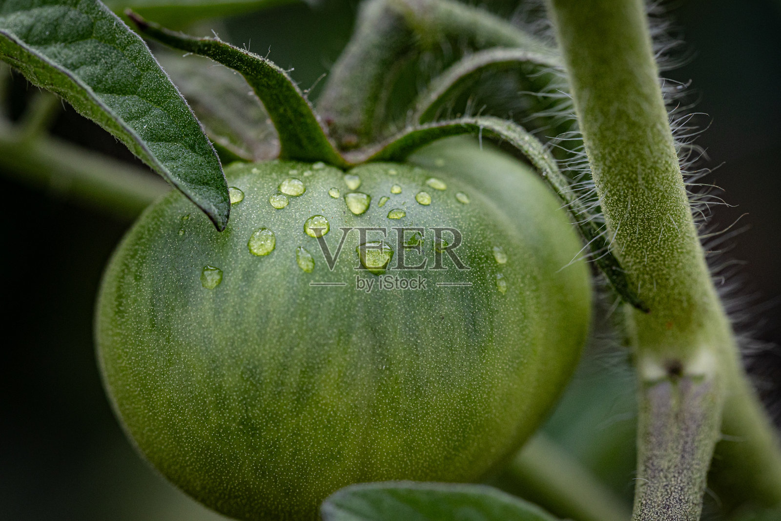 在树枝上生长的番茄照片摄影图片