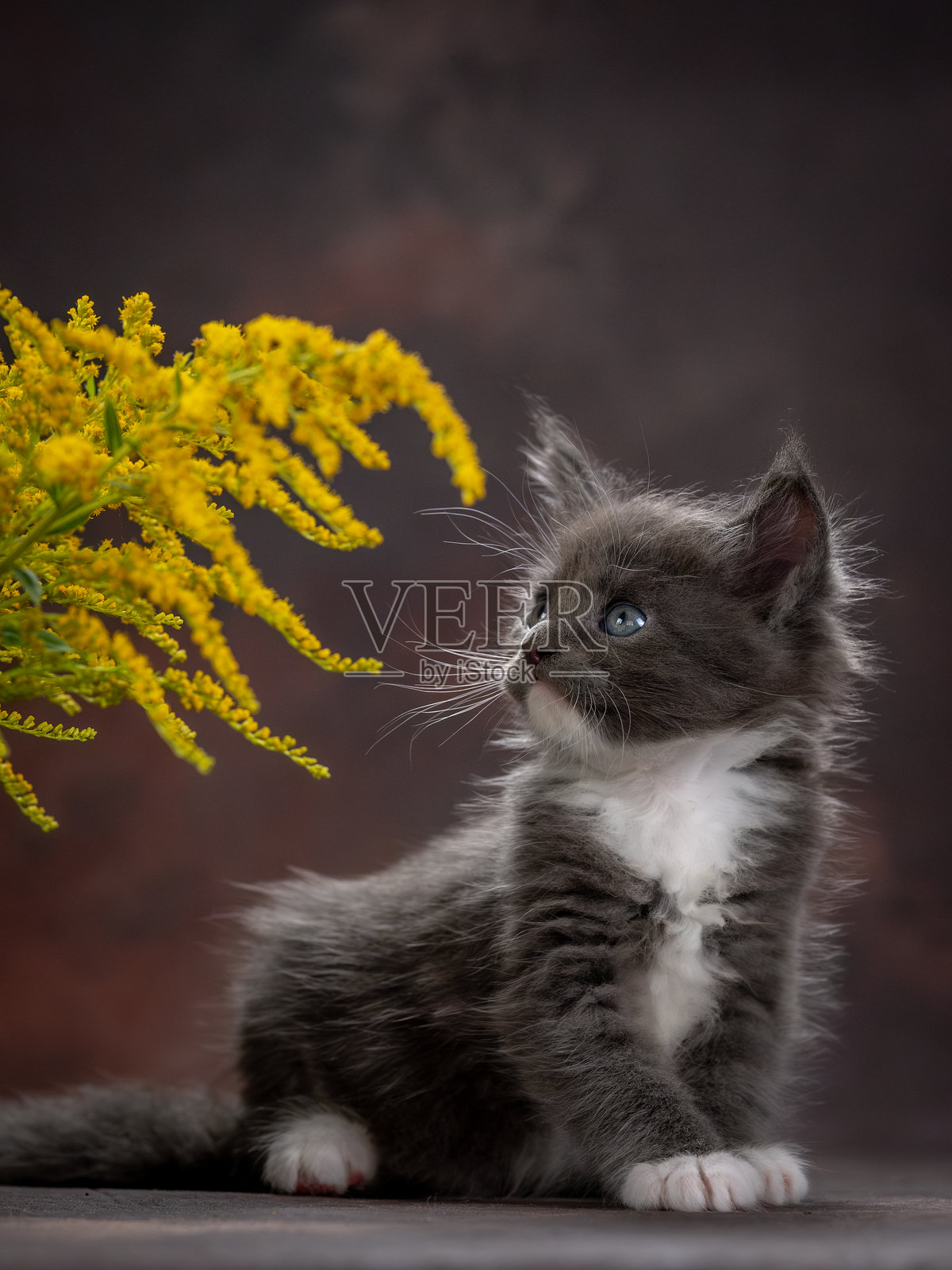 一只缅因猫小猫在棕色背景上摆姿势。小猫正看着花朵。照片摄影图片