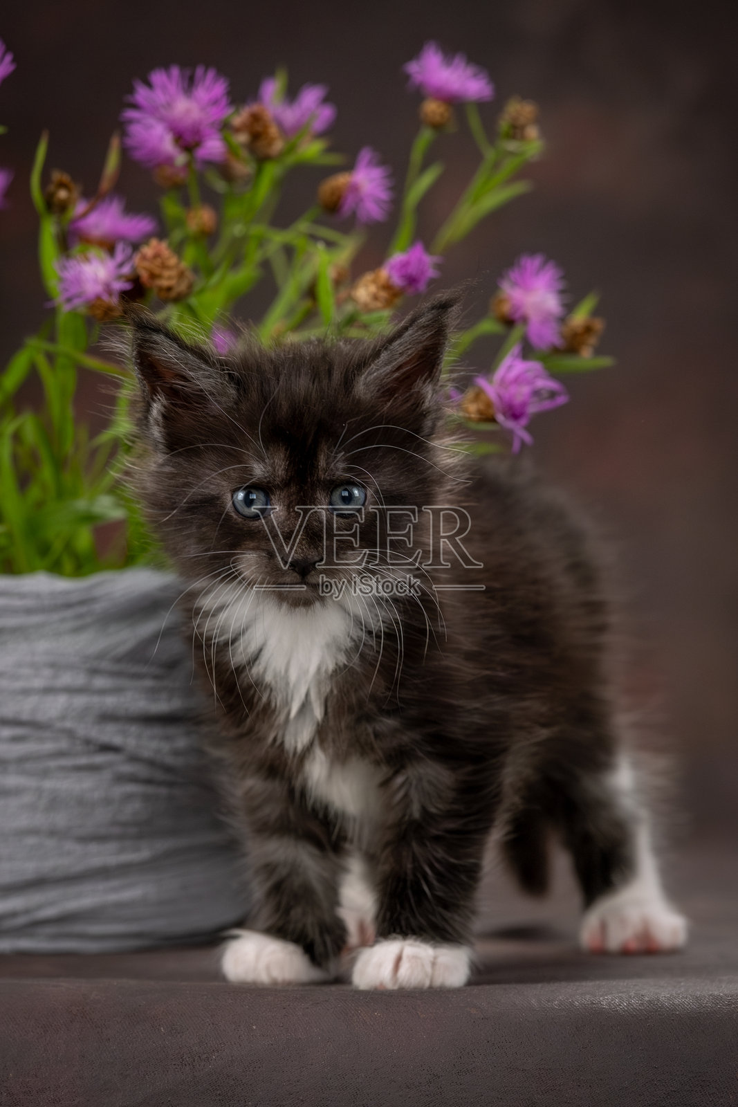 一只缅因猫小猫在棕色背景上摆姿势。小猫正看着花朵。照片摄影图片