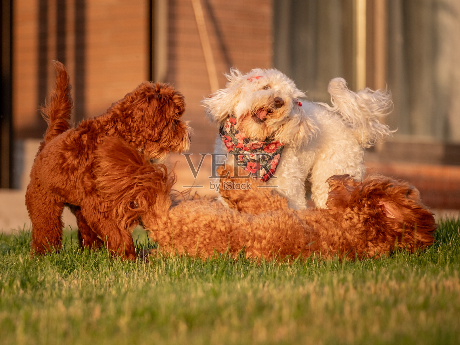 几只狗狗在绿草坪上快乐地玩耍，拉布拉多犬和贵宾犬混血犬高兴地奔跑和跳跃。照片摄影图片