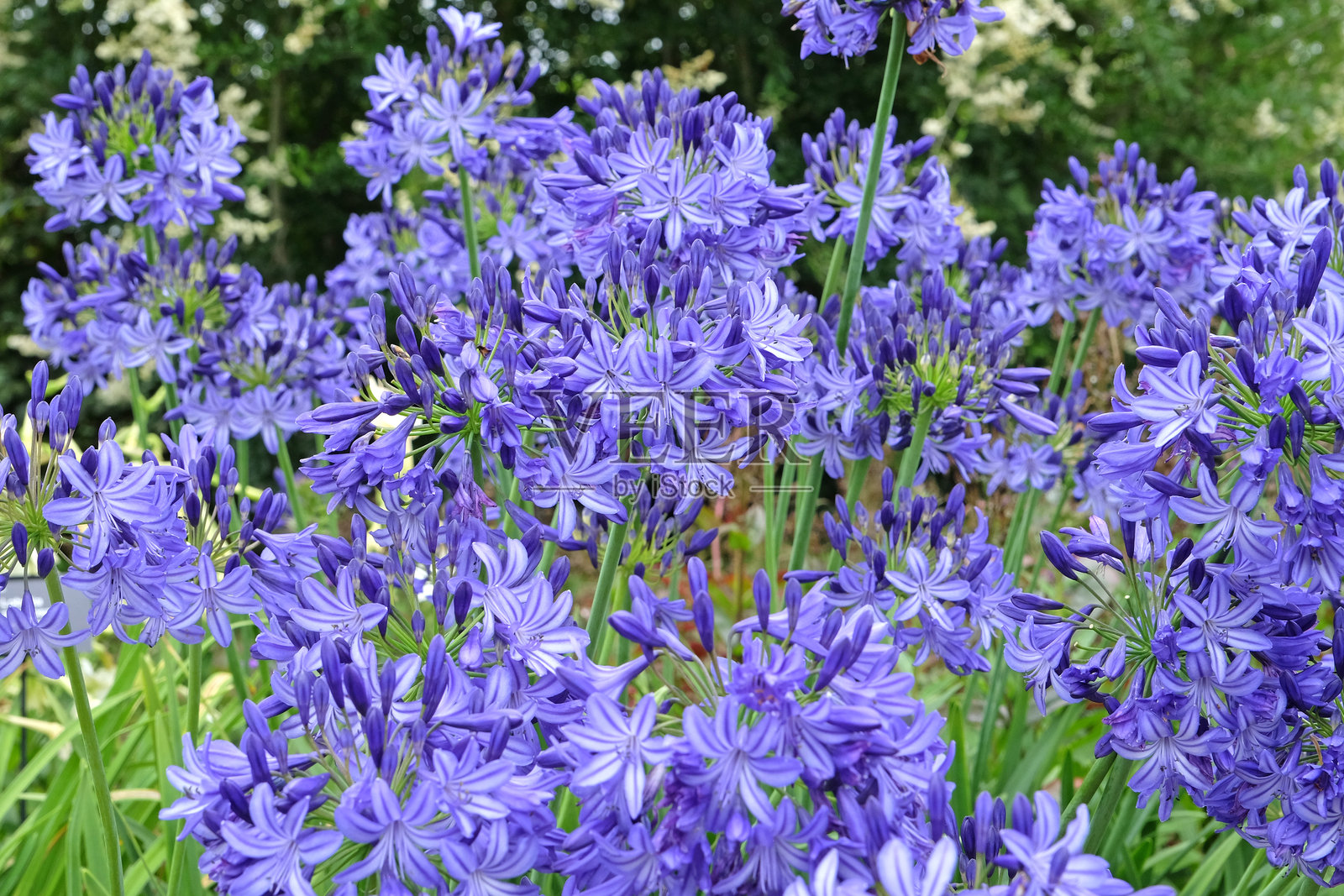 蓝色非洲百合 '北星'，开花中。照片摄影图片