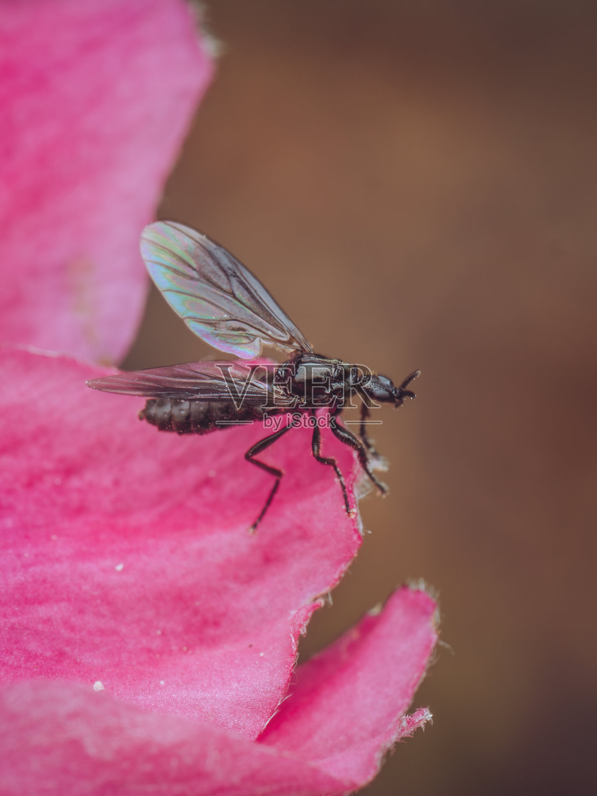 圣马可苍蝇（Bibio marci）的特写镜头照片摄影图片