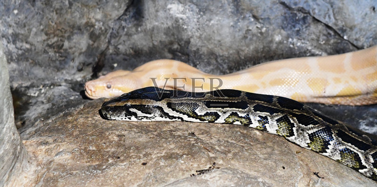 蟒蛇照片摄影图片