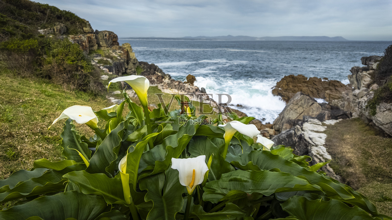 白色或普通的阿鲁姆百合（Zantedeschia aethiopica）在南非西开普省的赫尔曼努斯鲸海岸崎岖的岩石海岸线上绚丽绽放，背后是汹涌的海浪。照片摄影图片