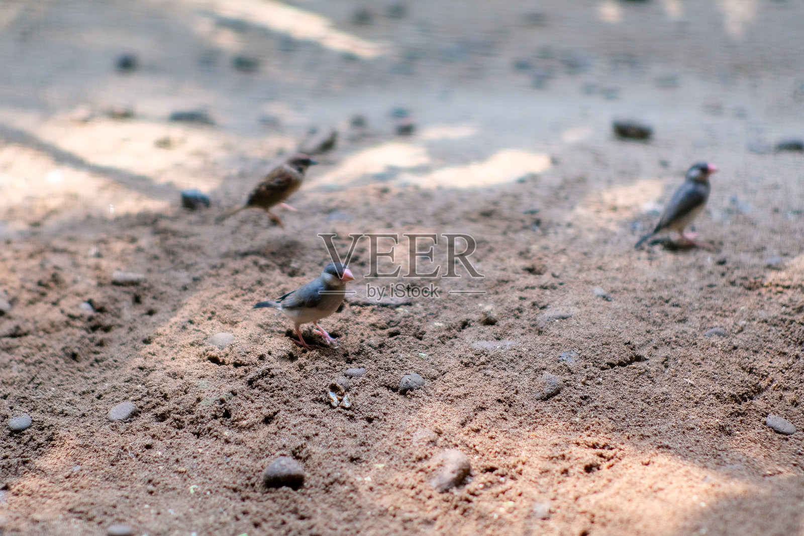 一群小鸟在沙地上觅食，一只鸟在焦点中，其他鸟则稍微模糊在背景中。柔和的阳光为鸟类的栖息地营造了宁静的氛围。照片摄影图片