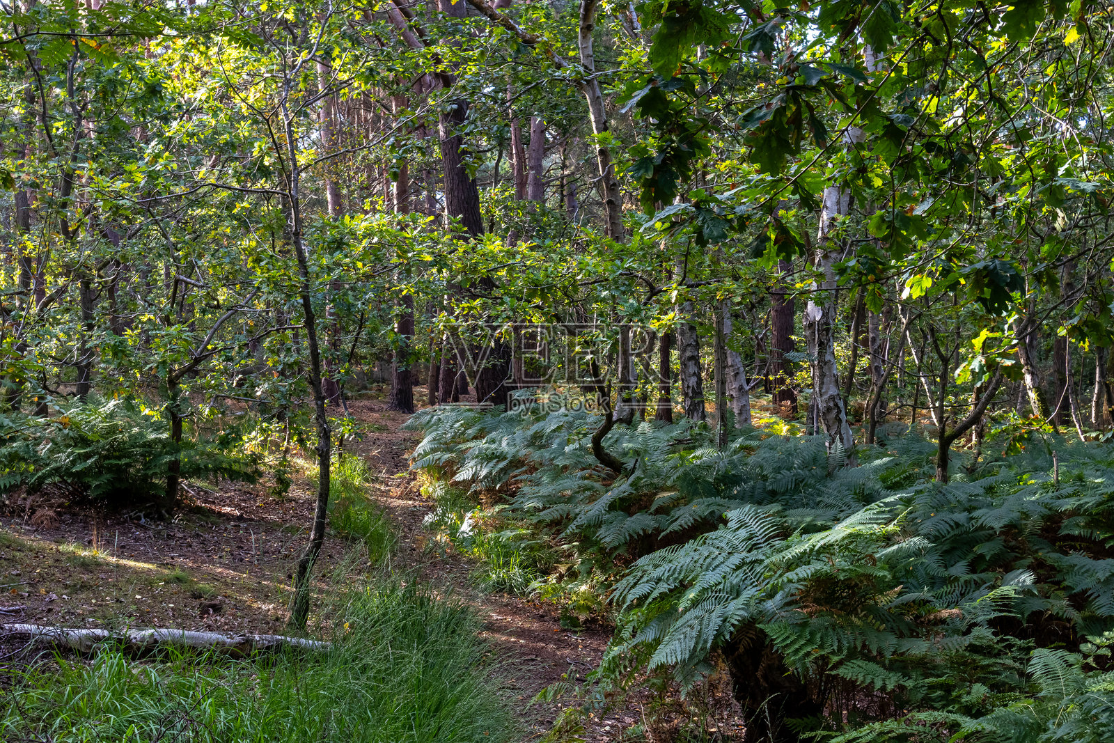 树冠下的林间小径，两旁是蕨类植物，位于英格兰梅西塞德郡的威勒尔。照片摄影图片
