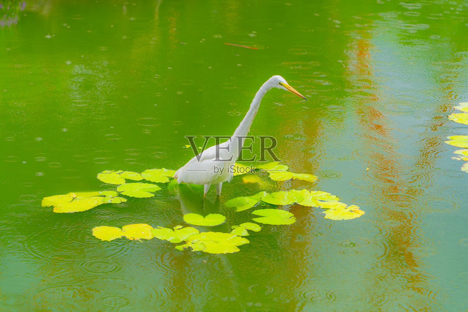 一只苍鹭在人工池塘中。照片摄影图片
