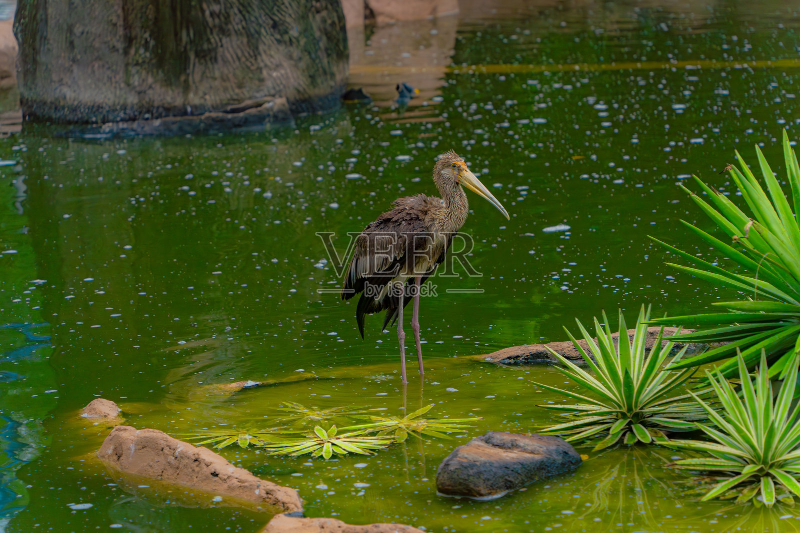 一只苍鹭在人工池塘中。照片摄影图片