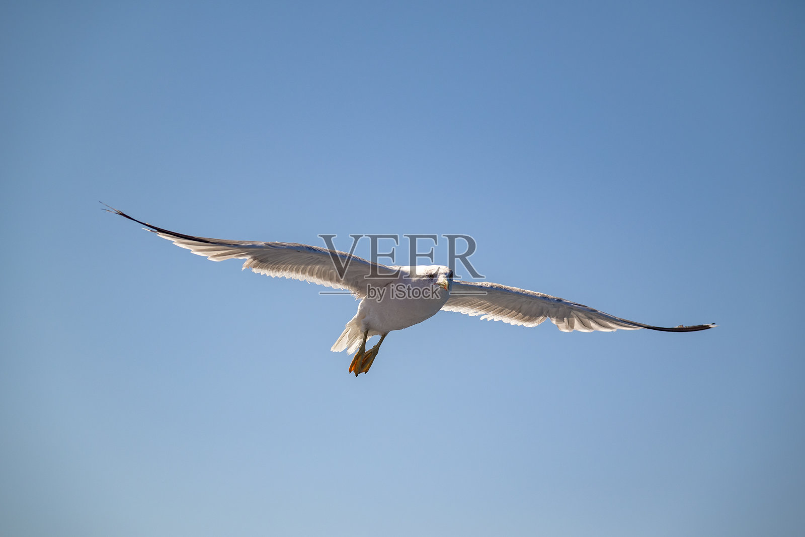 海鸥在阳光明媚的蓝天中飞翔照片摄影图片