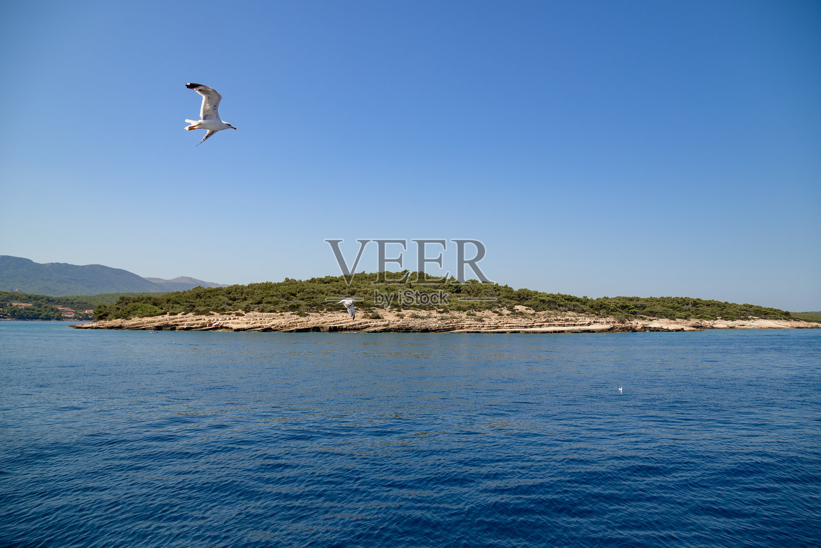 海鸥在阳光明媚的日子里飞翔在水面上照片摄影图片