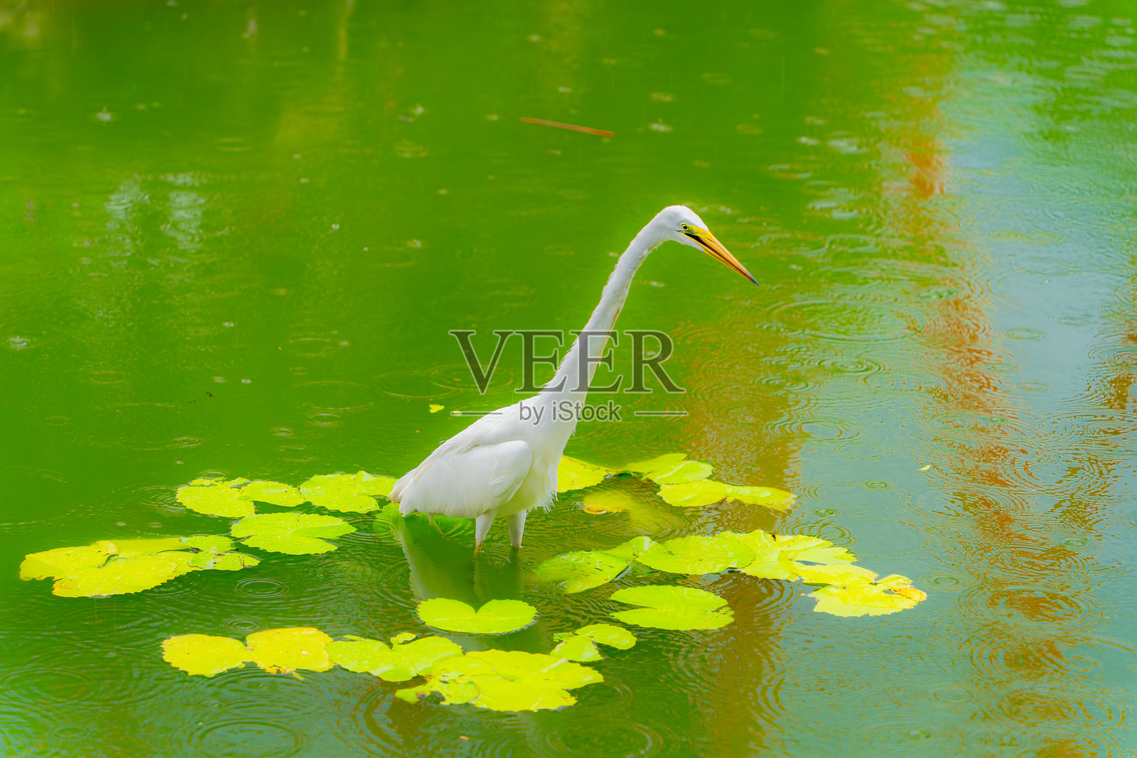 一只苍鹭在人工池塘中。照片摄影图片