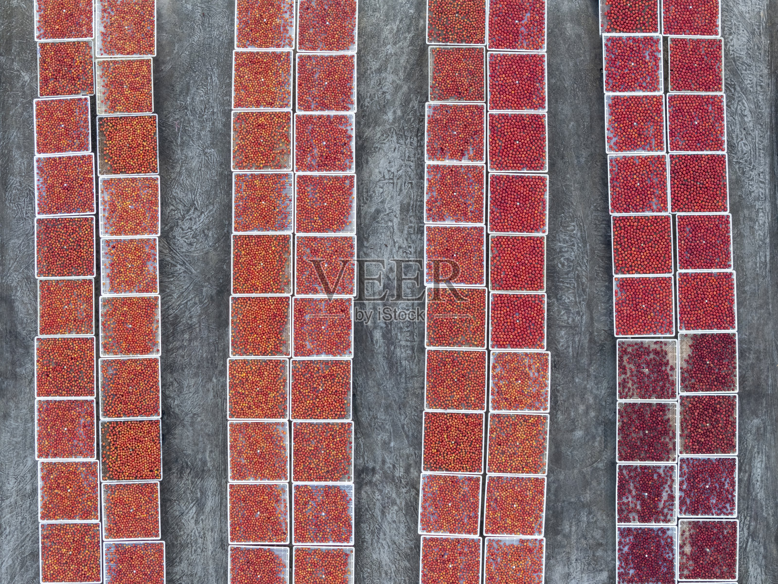 农田的日晒场上，成排的红梅子正在晾晒。照片摄影图片