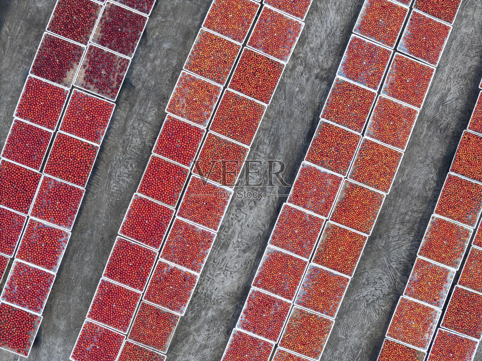 在食品工厂的大型干燥场地上，成排的梅子正在阳光下晾干。照片摄影图片