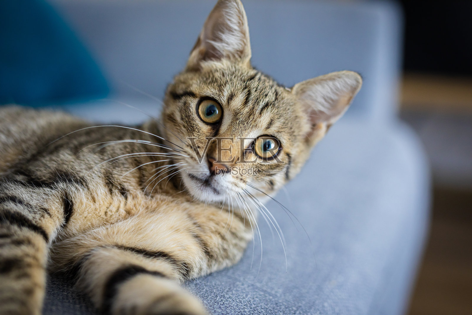 沙发上美丽的虎斑猫特写肖像照片摄影图片