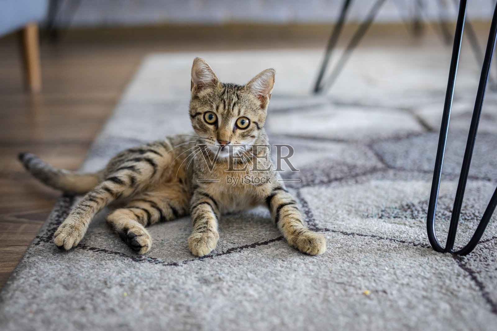 虎斑猫躺在地板上，注视着镜头照片摄影图片