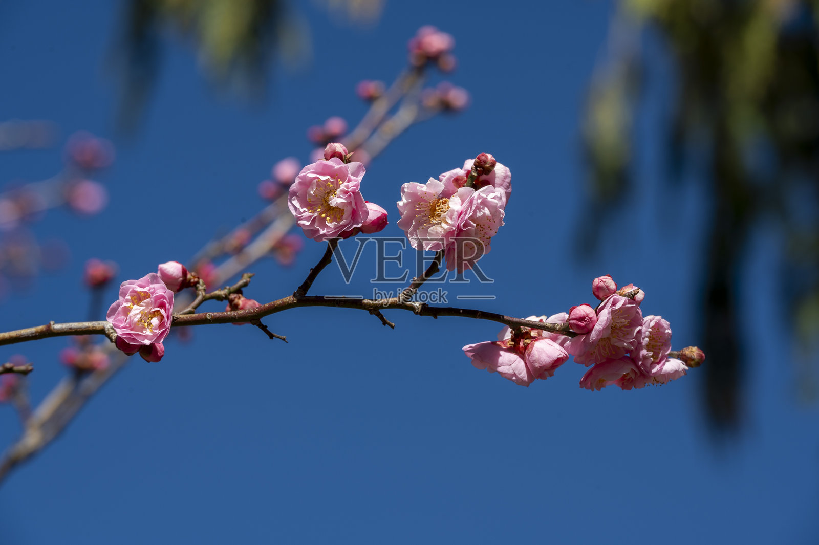 樱花绽放的特写镜头照片摄影图片
