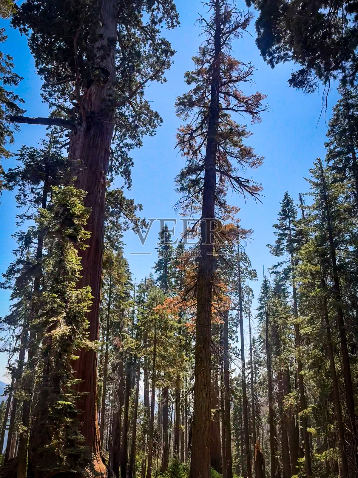 早晨的阳光透过红杉国家公园的巨型红杉树。照片摄影图片