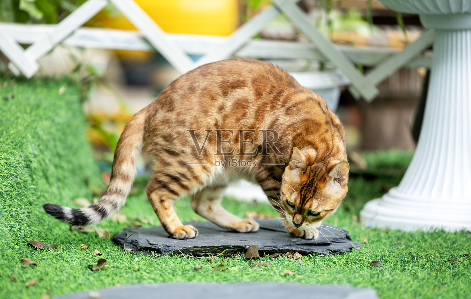 孟加拉猫照片摄影图片