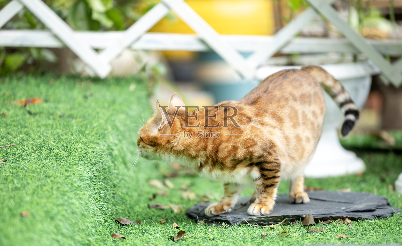 孟加拉猫照片摄影图片