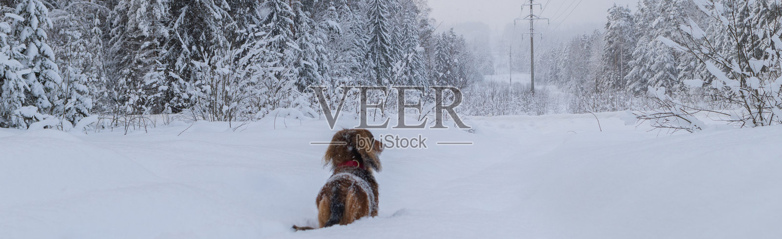 在冬季美丽森林中的雪地上，一只小型长毛腊肠犬的背影，毛茸茸的宠物在户外的田野上。照片摄影图片