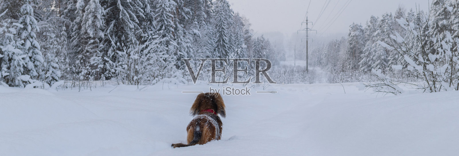 在冬季美丽森林中的雪地上，站着一只小型长毛腊肠犬的背影，毛茸茸的宠物在户外的田野上。照片摄影图片