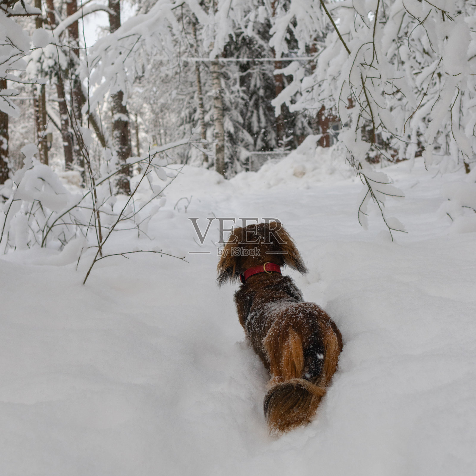 长毛腊肠犬的背影站在冬季森林的雪地上，向前望去，雪白的背景中一只小棕色狗。照片摄影图片