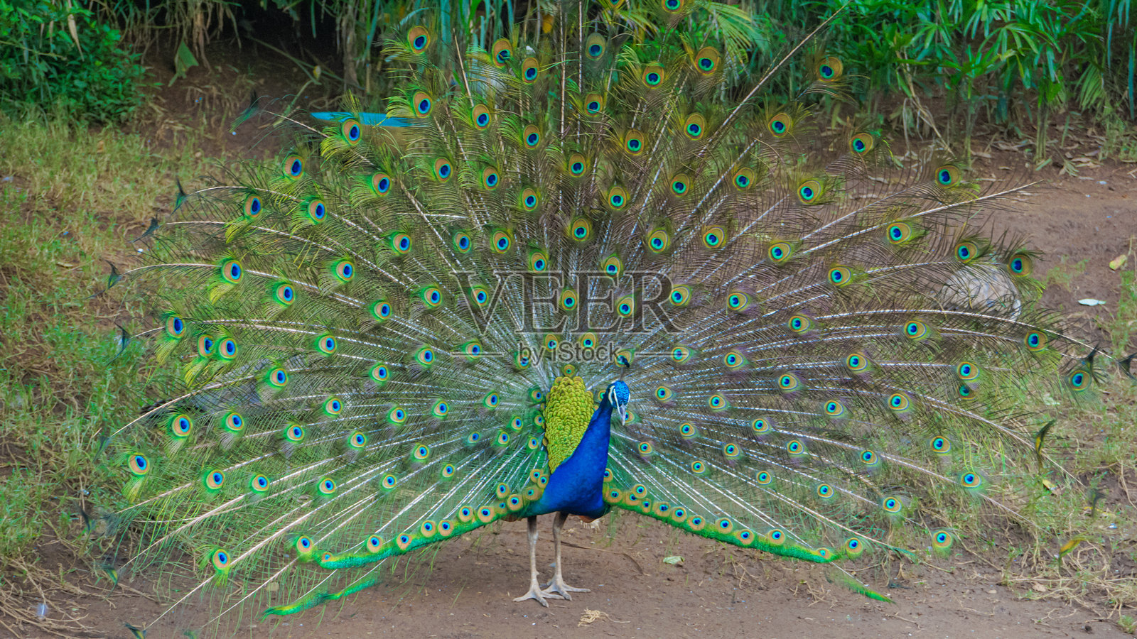 一只非常美丽的孔雀在动物园的笼子里展开尾羽。照片摄影图片