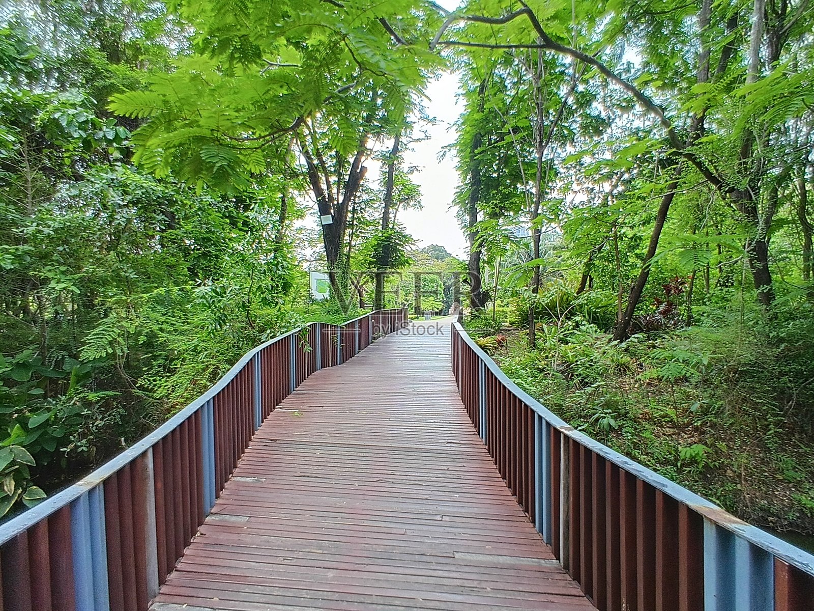 一座木桥穿过森林照片摄影图片