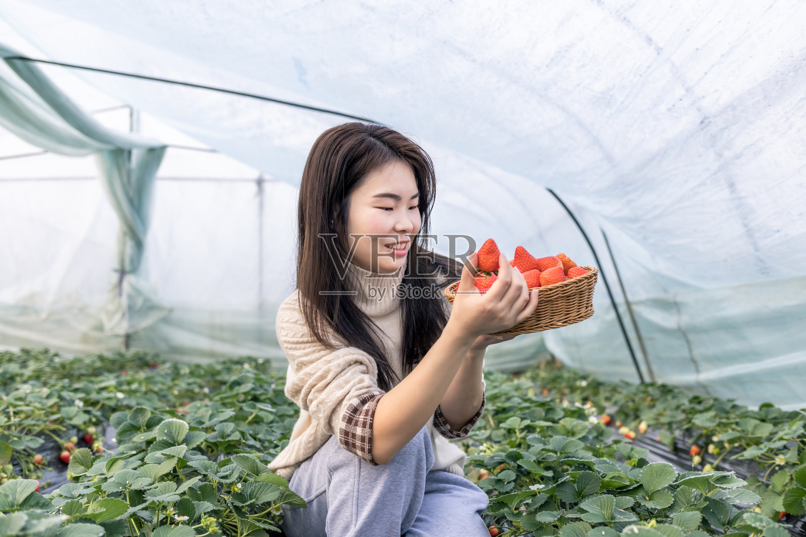 年轻女性在温室里采摘新鲜草莓照片摄影图片
