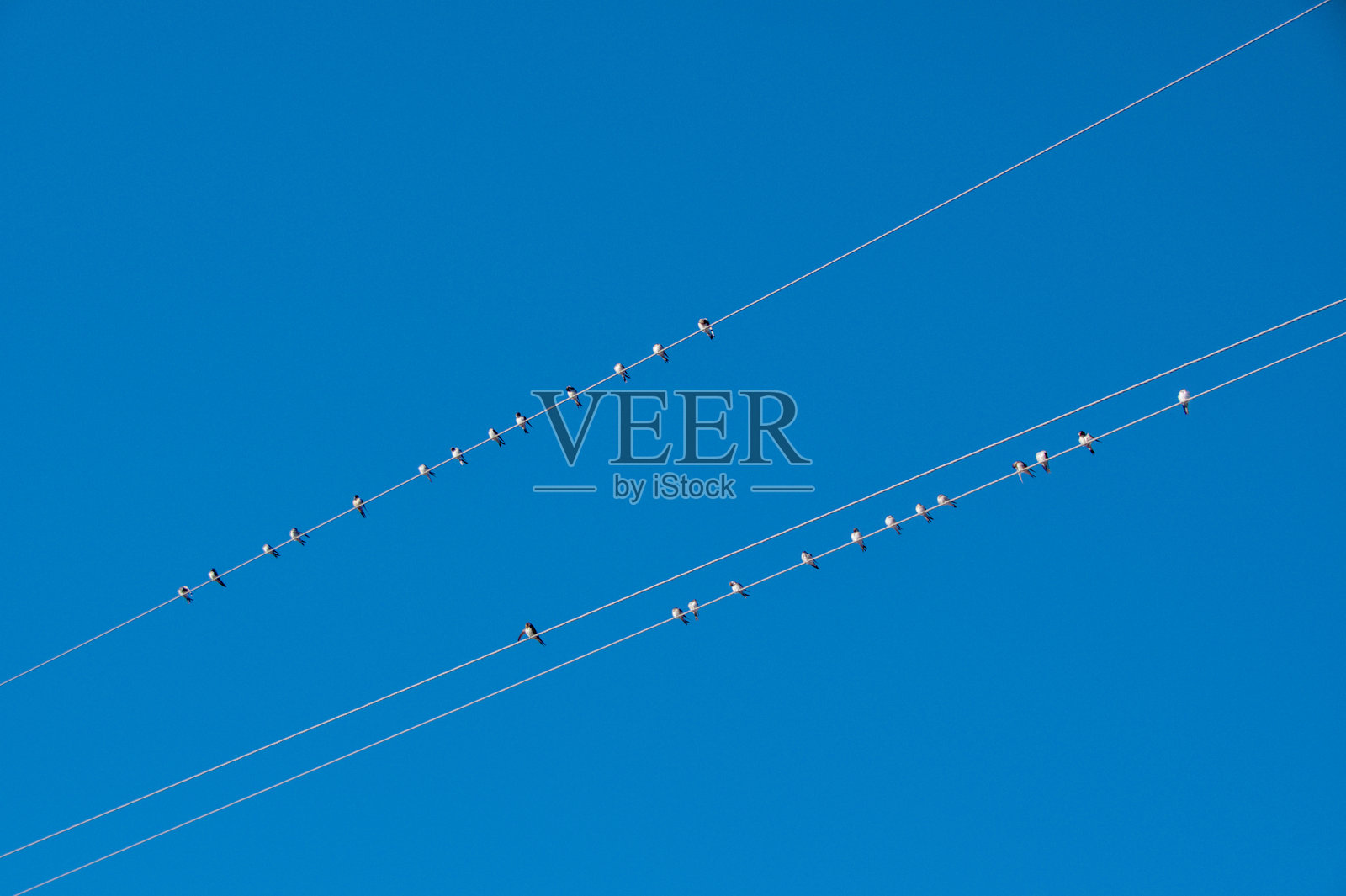 小鸟栖息在蓝天上的电线上照片摄影图片