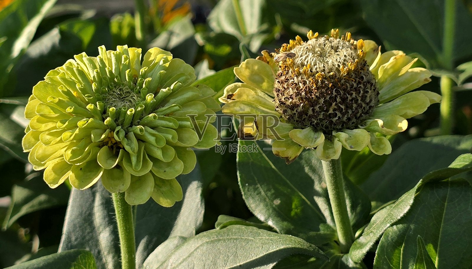 温哥华煤港公园的花卉和花坛在2025年8月9日季末时的景象。照片摄影图片
