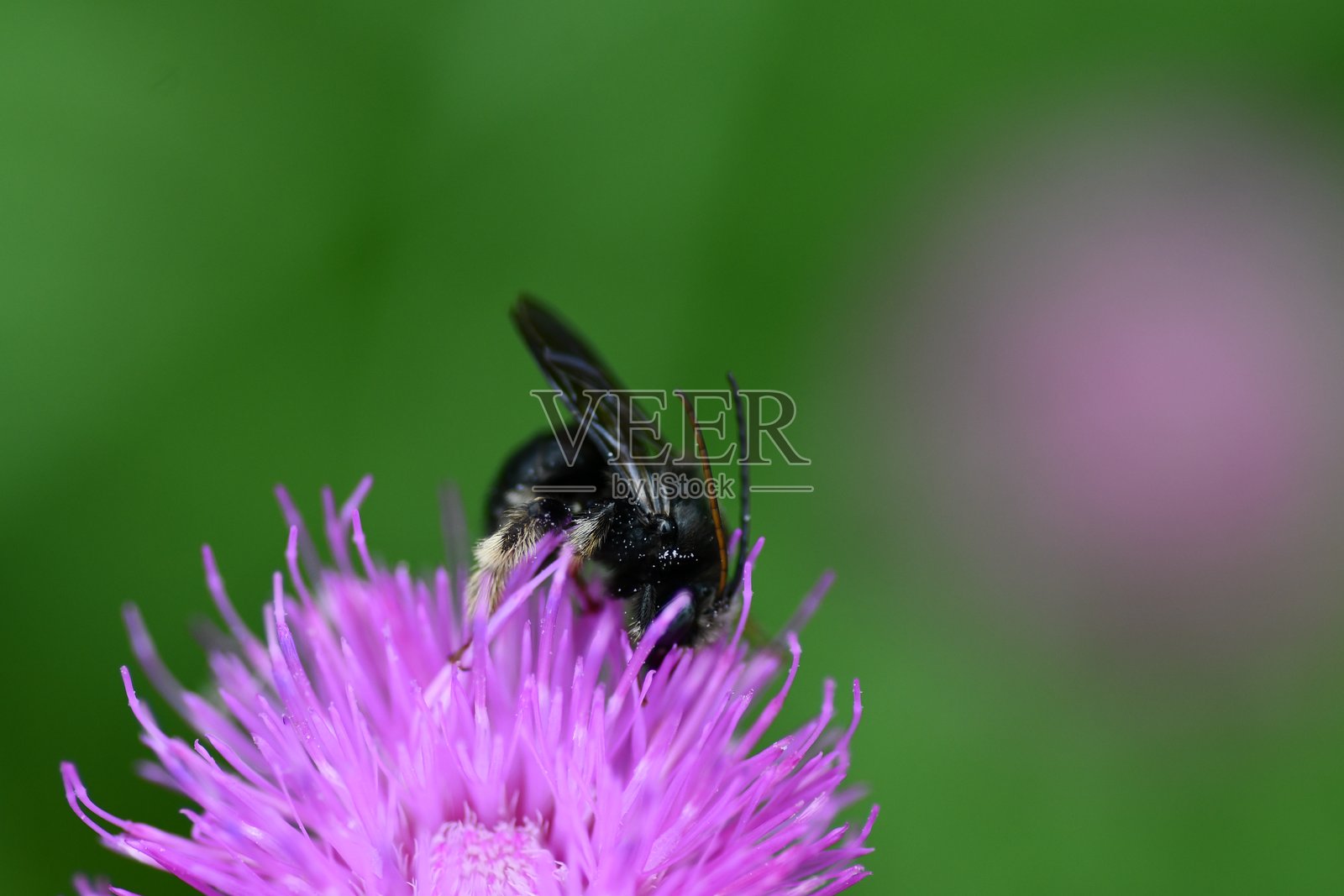 蜜蜂在花上照片摄影图片