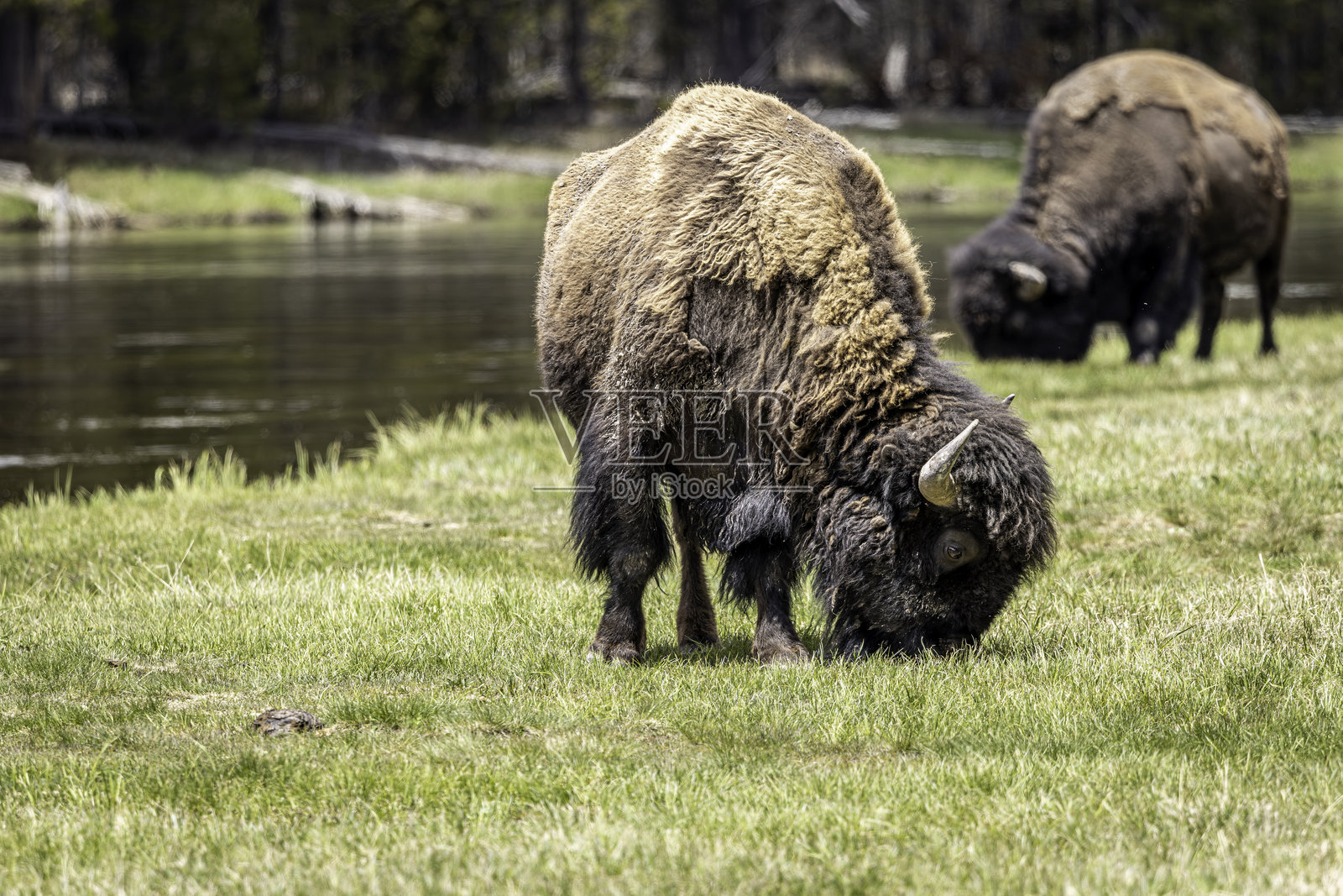 怀俄明州黄石国家公园春季的野牛在吃草照片摄影图片
