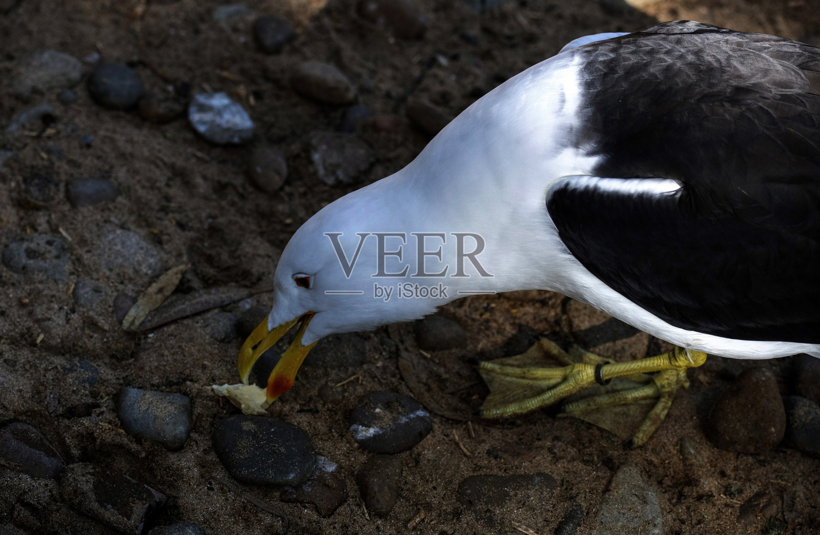 海藻鸥 (Larus dominicanus)照片摄影图片