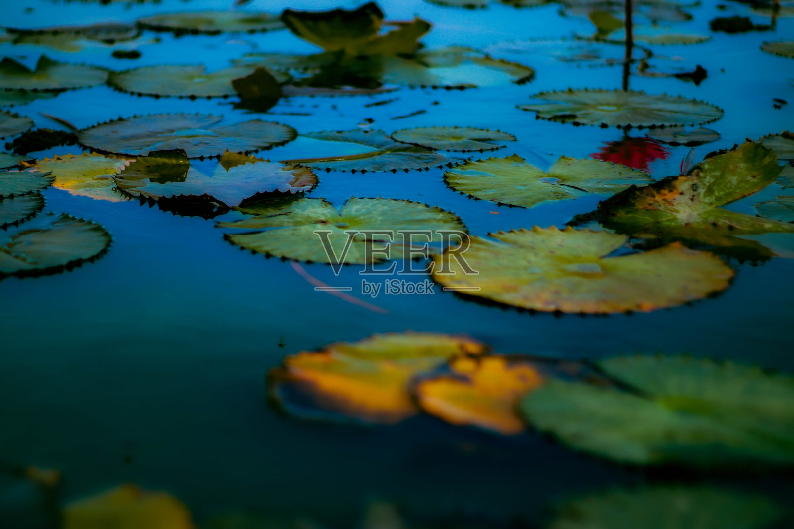 “红莲与观鸟船游 - 泰国帕塔卢нг的塔雷诺伊”照片摄影图片