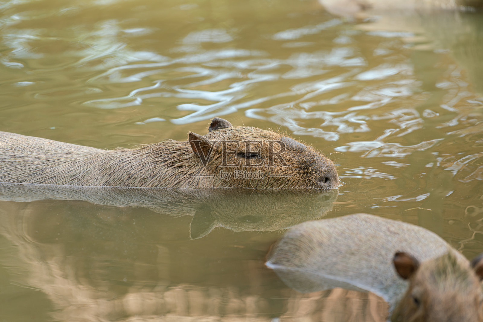 生活在水塘中的水豚。动物肖像。照片摄影图片