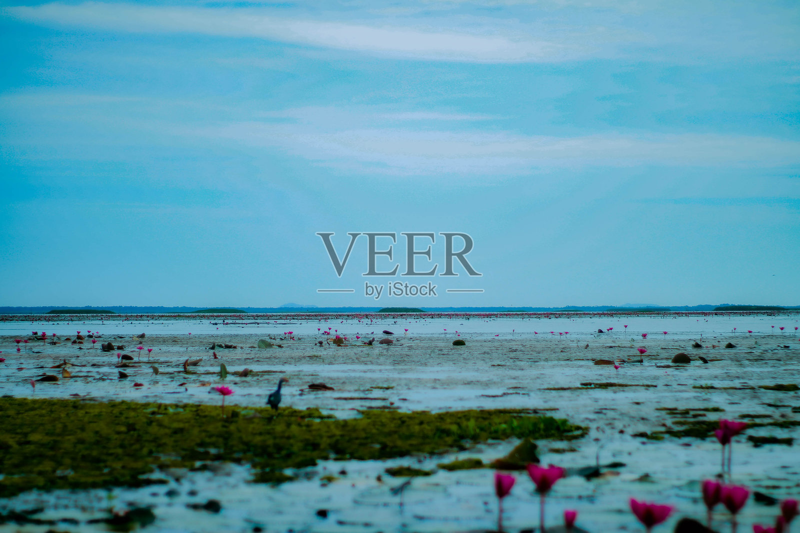 “红莲与观鸟船游 - 泰国帕塔卢нг的塔雷诺伊”照片摄影图片