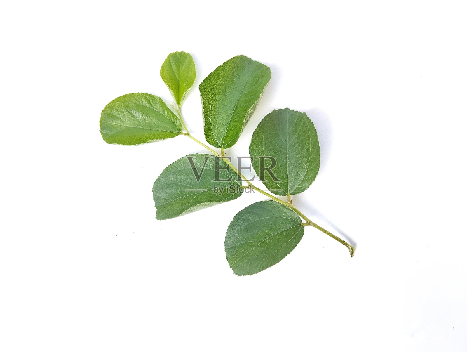 枣树（Ziziphus mauritiana）孤立在白色背景上照片摄影图片