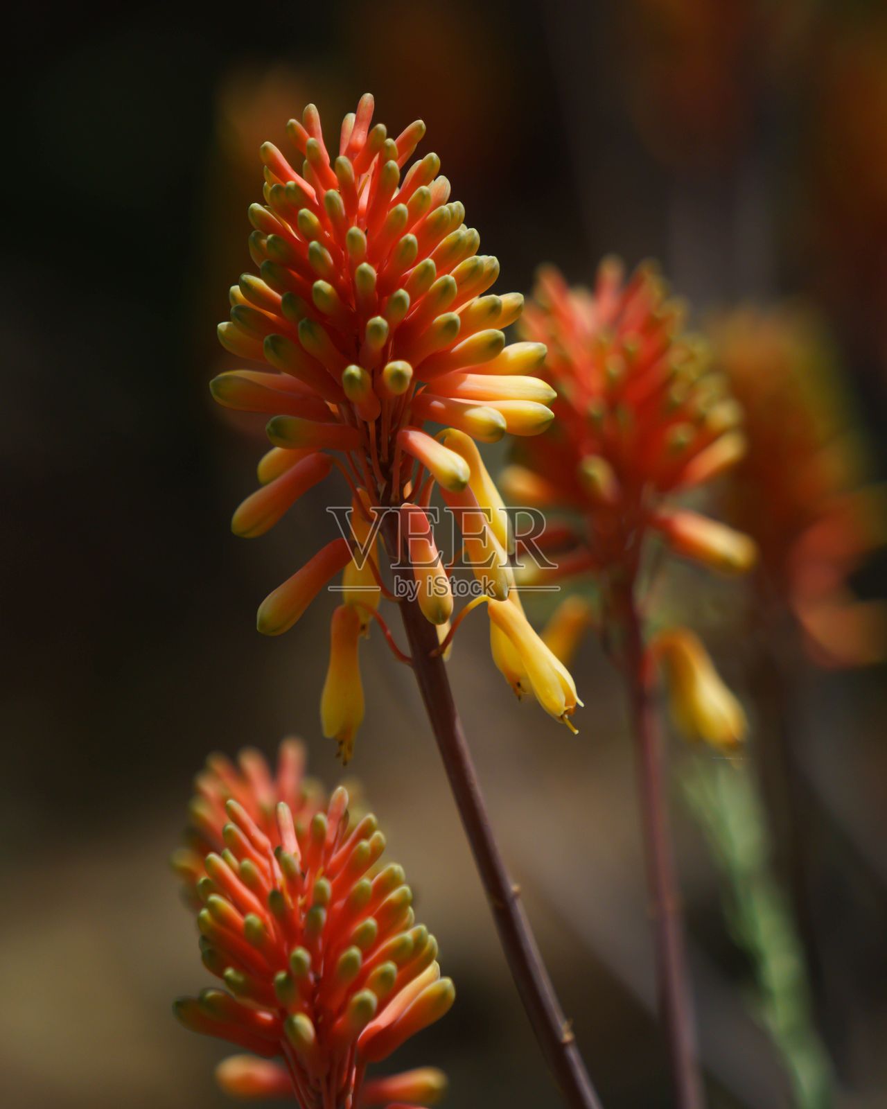 鲜艳的橙色和黄色的阿洛艾·坎佩里花朵特写，盛开如艳丽的花海照片摄影图片
