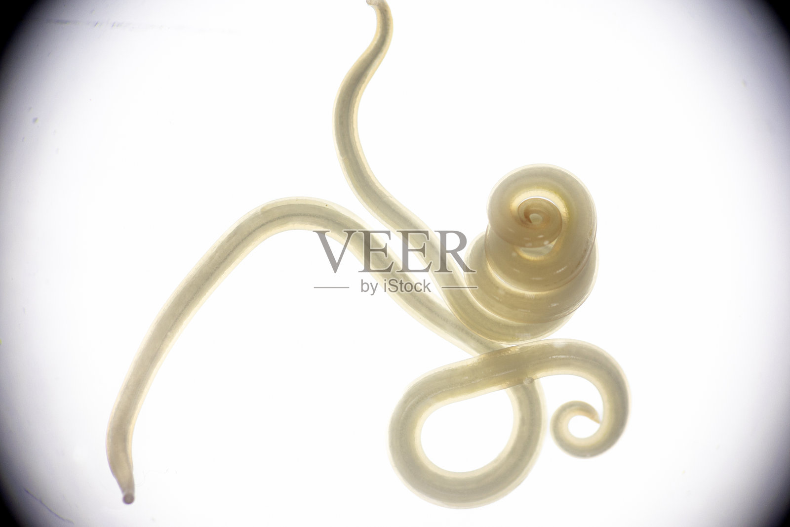 线虫（Nematoda），又称圆虫或鳗虫，属于线虫门。该门的物种栖息在广泛的环境中。可在淡水蟹中发现。照片摄影图片