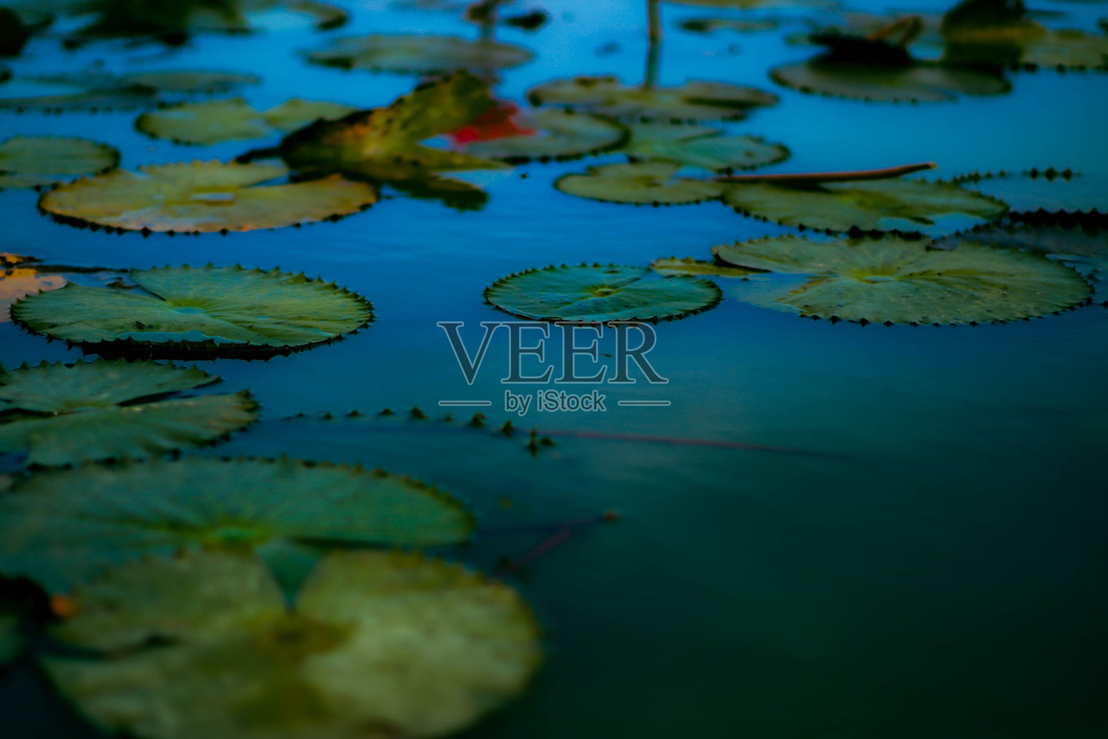 “红莲与观鸟船游 - 泰国帕塔卢нг的塔雷诺伊”照片摄影图片