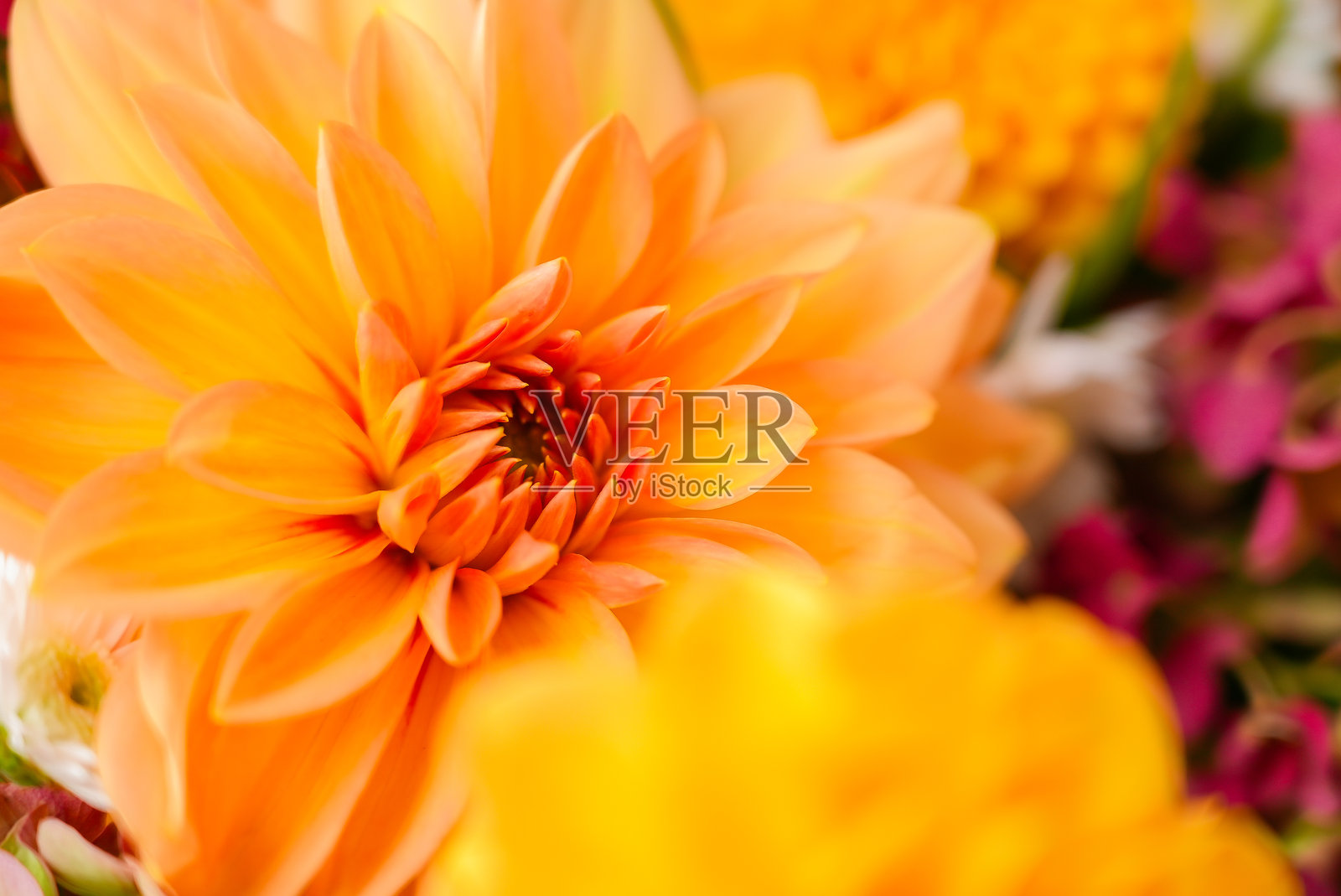 秋季橙红色菊花和紫色大丽花绣球花的选择性聚焦。美丽的秋季花园花束背景。盛开的感恩节花卉布置篮子。照片摄影图片