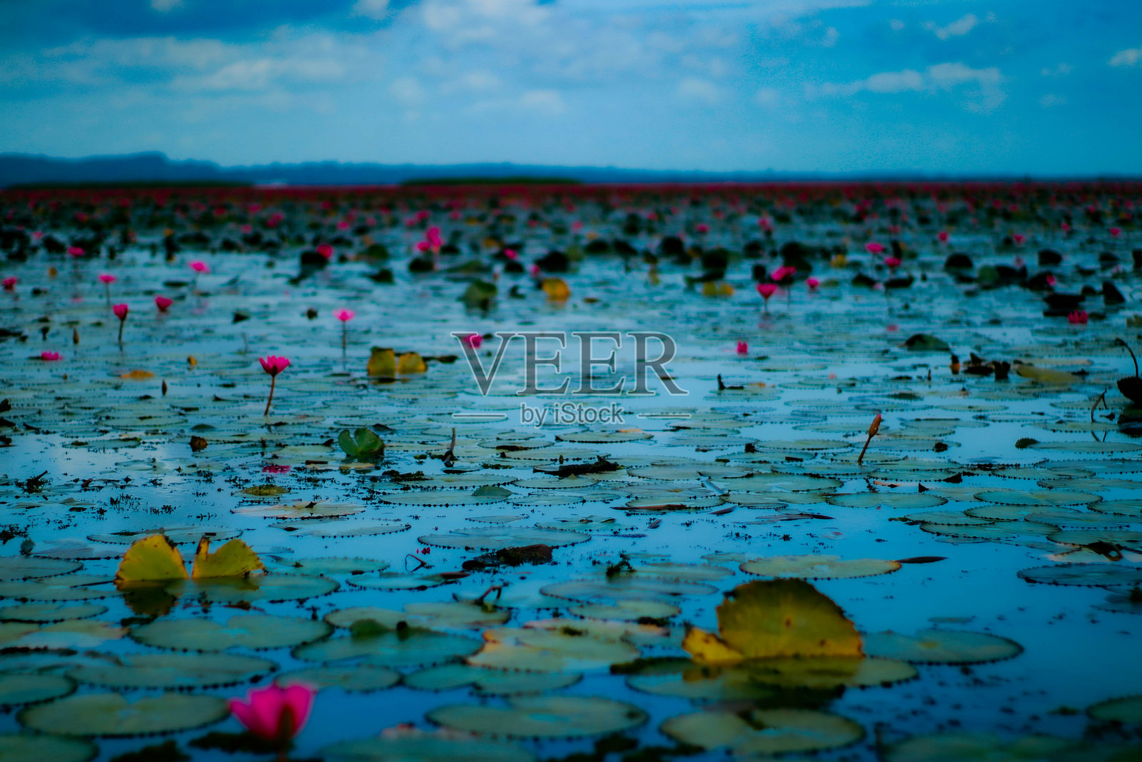 “红莲与观鸟船游 - 泰国帕塔隆，塔雷诺伊”照片摄影图片