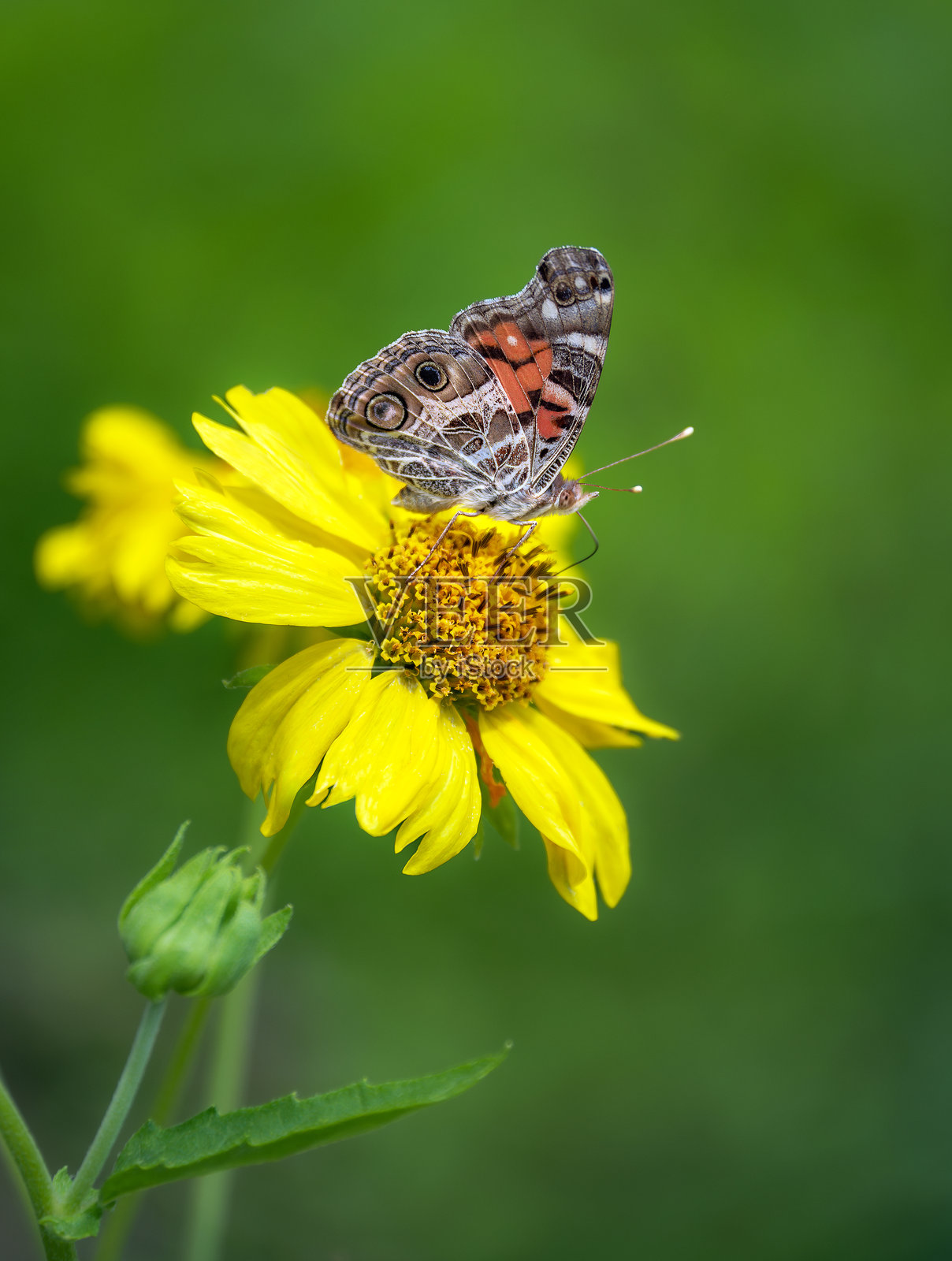 美洲女士蝴蝶在金冠花上采蜜照片摄影图片